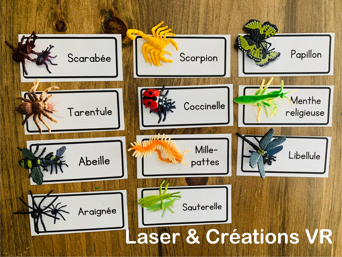 Bac sensoriel : Les insectes