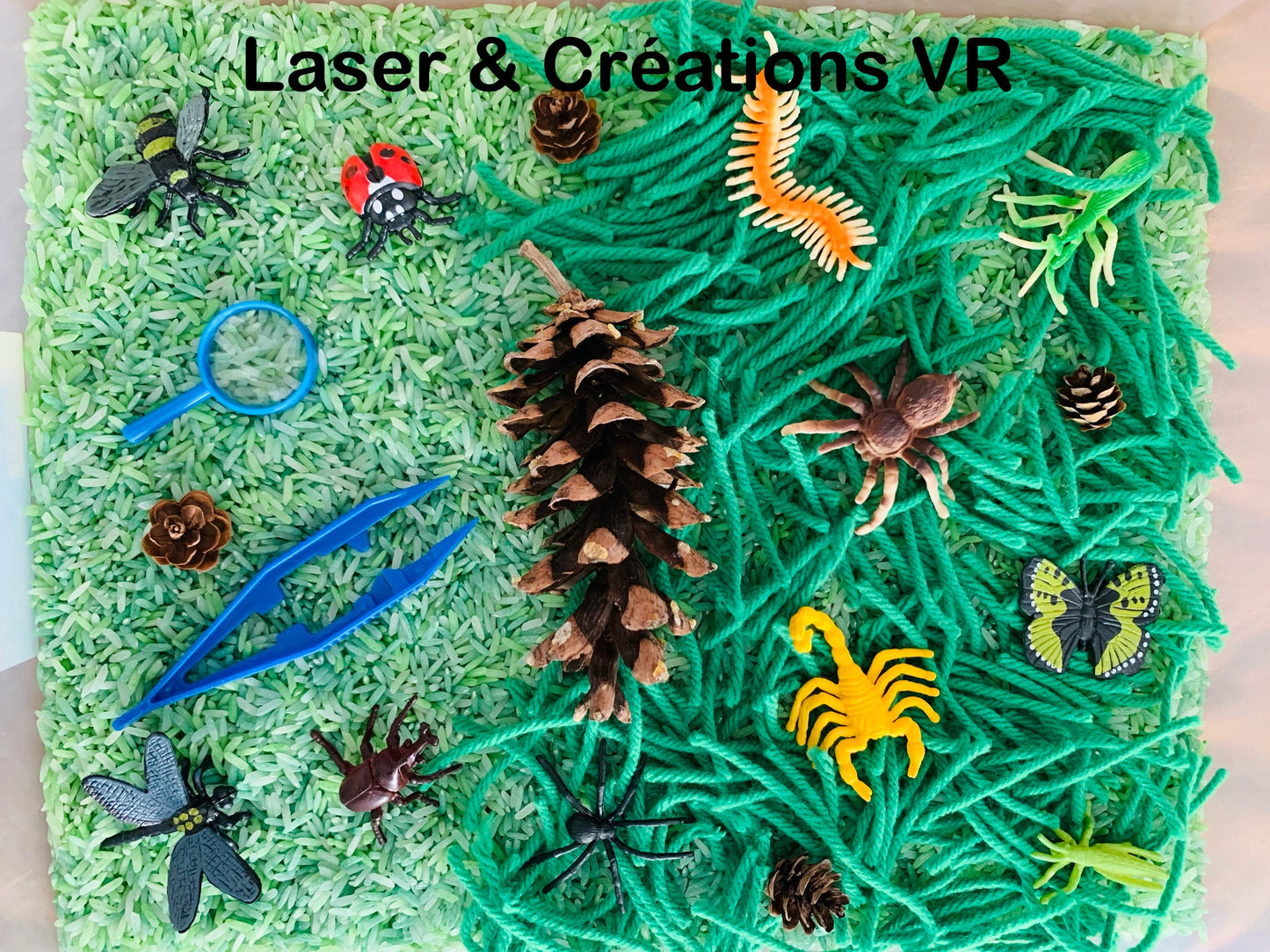 Bac sensoriel : Les insectes