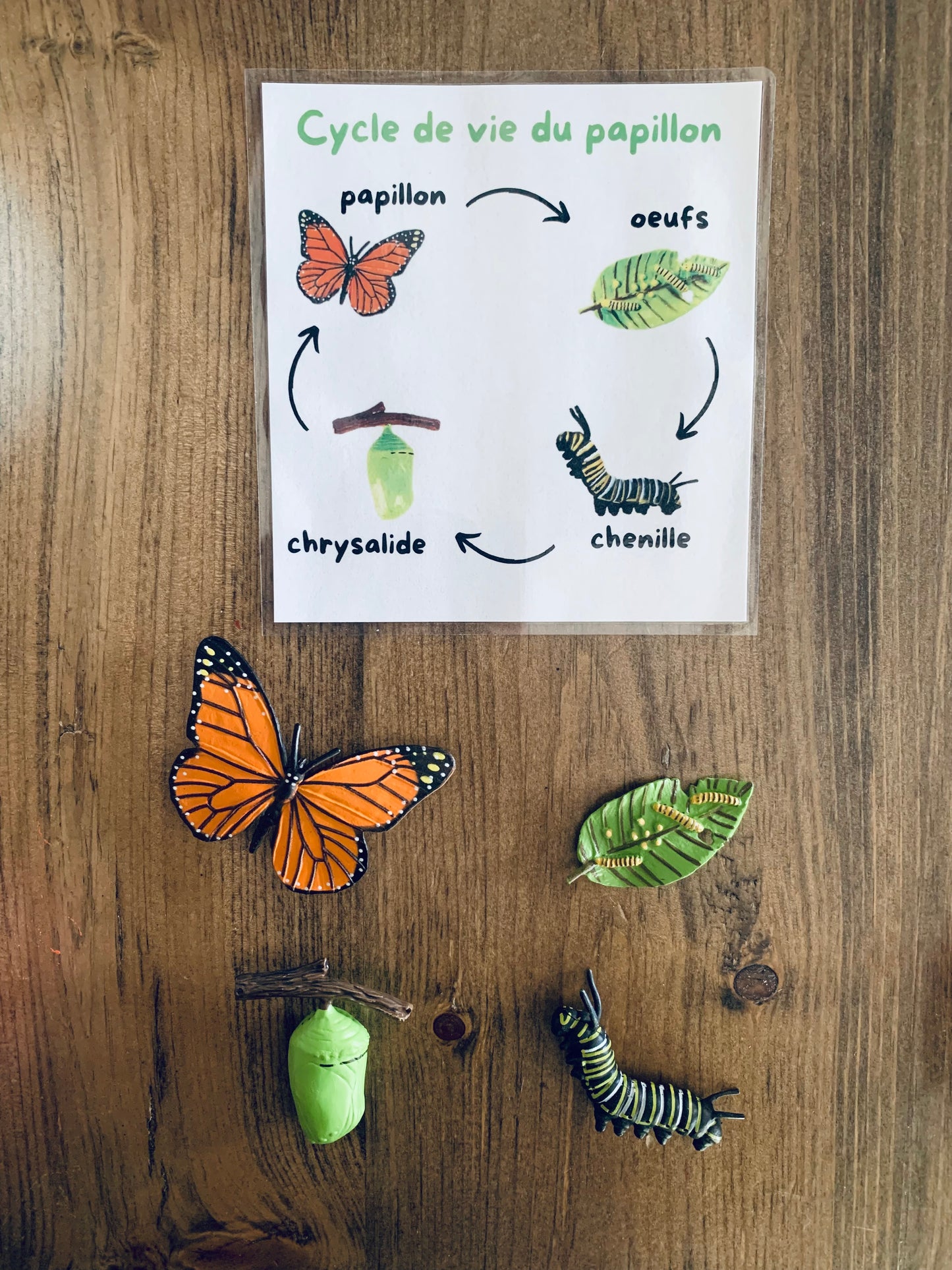 Bac sensoriel : Les papillons