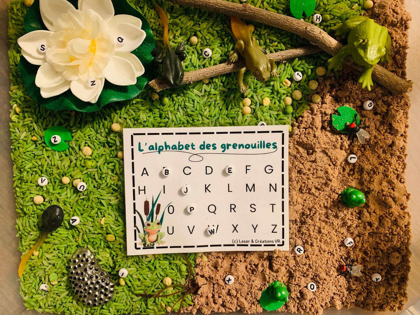 Bac sensoriel : Les grenouilles