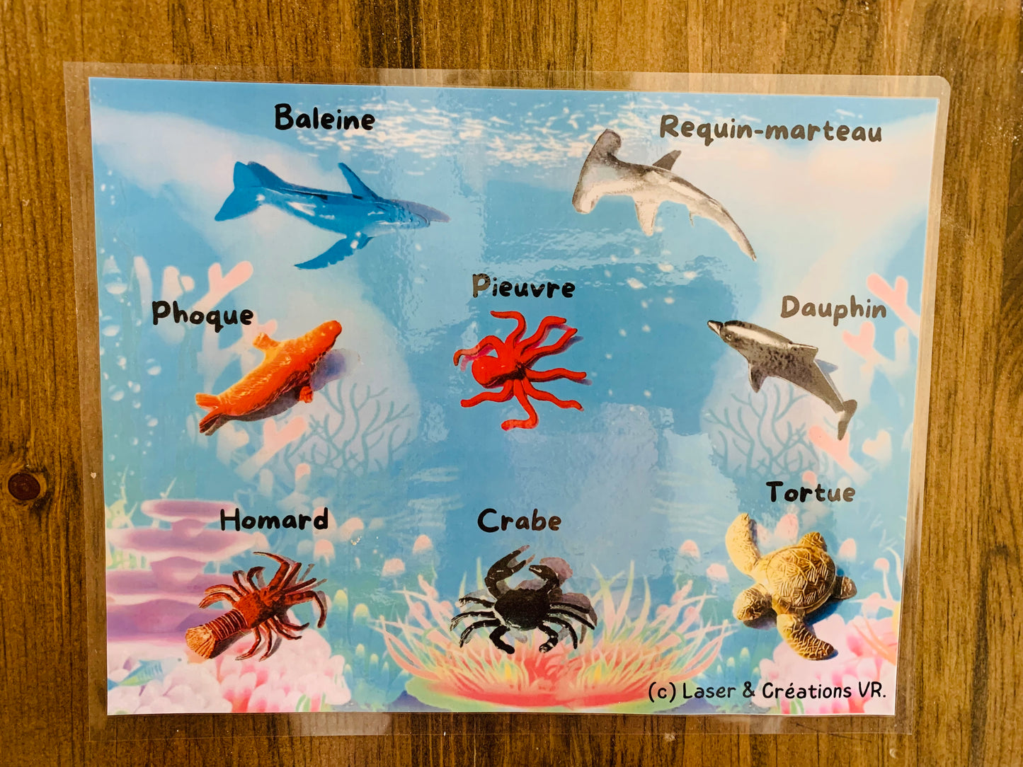 Bac sensoriel : Les fonds marins