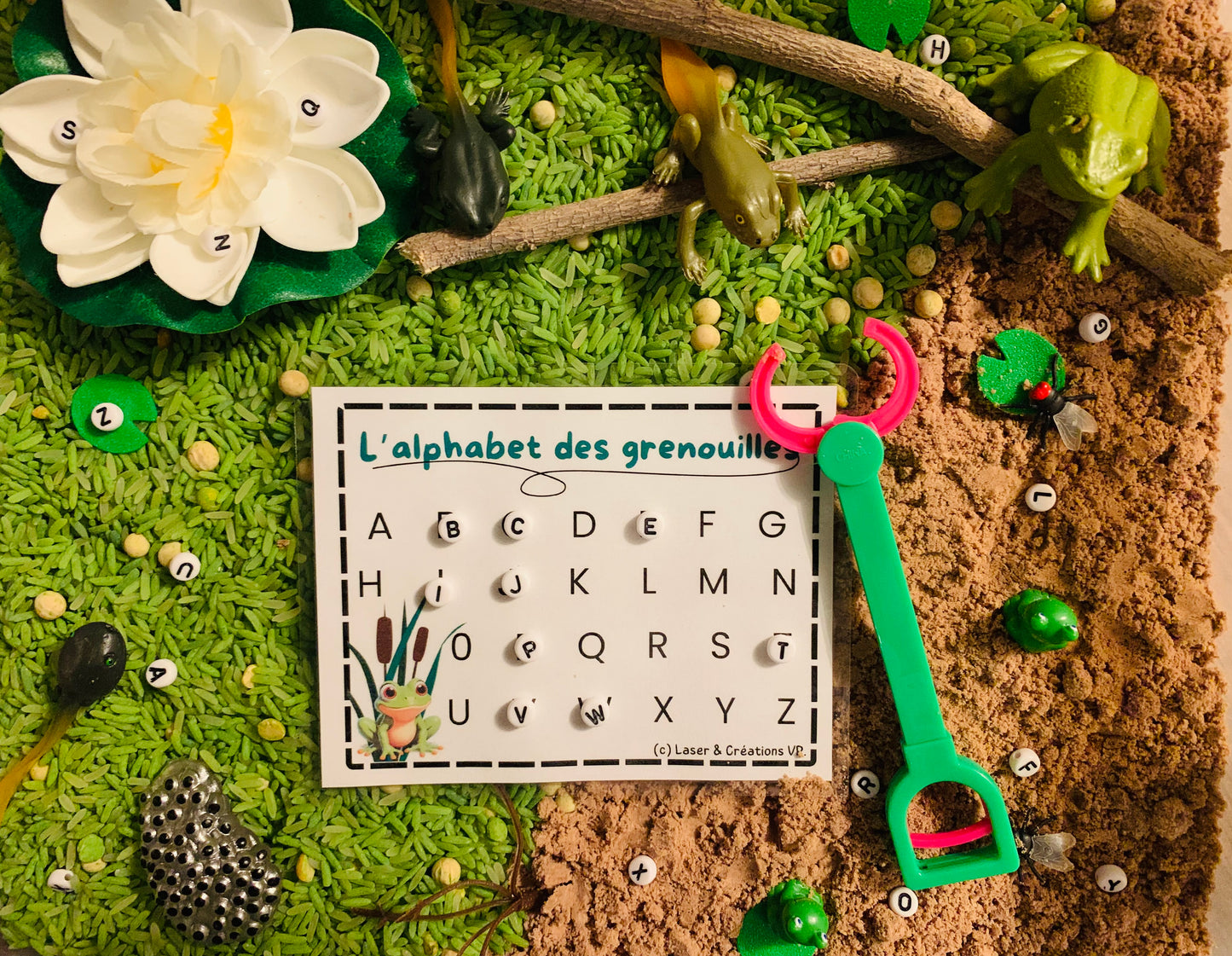 Bac sensoriel : Les grenouilles