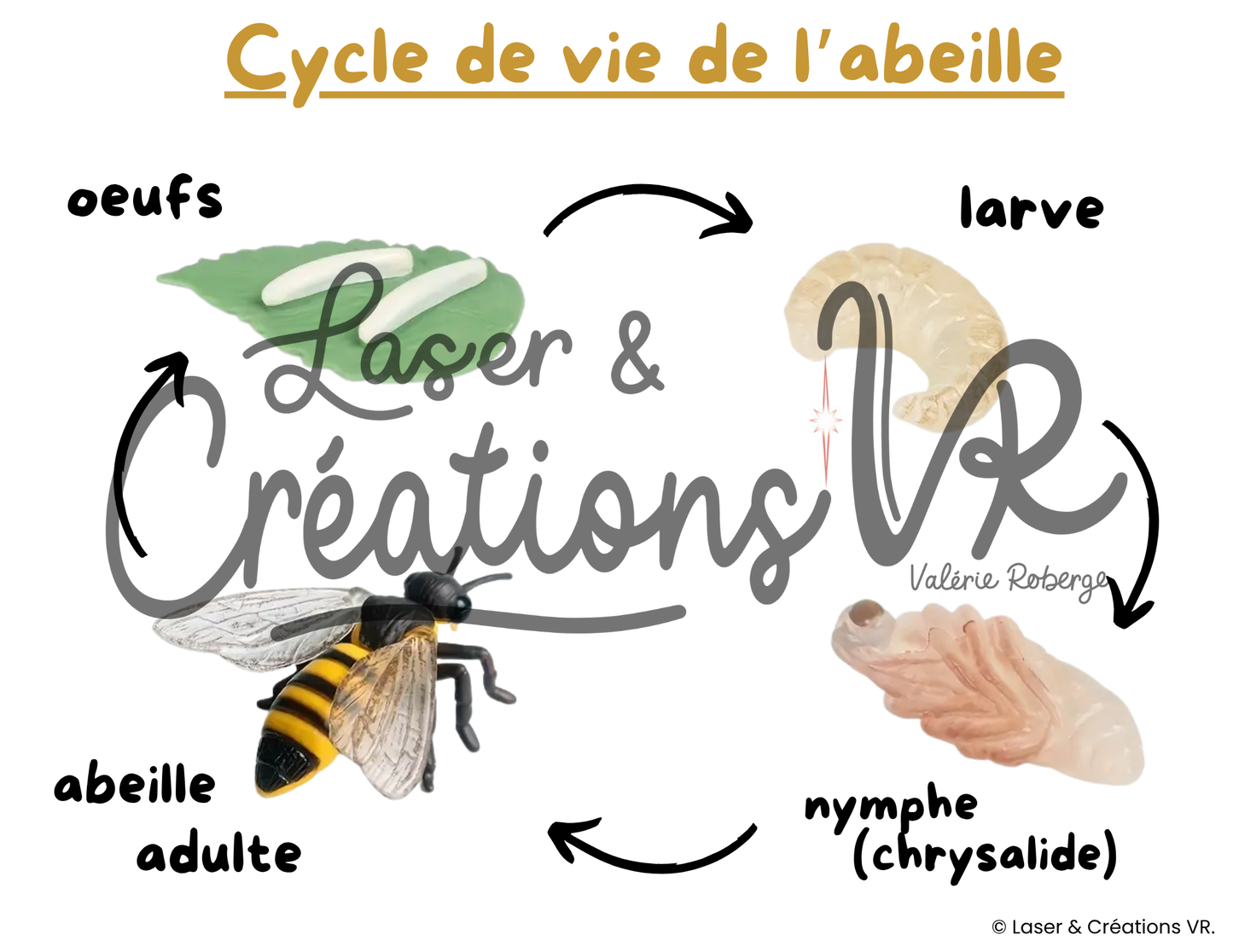 PDF - Le cycle de vie des abeilles