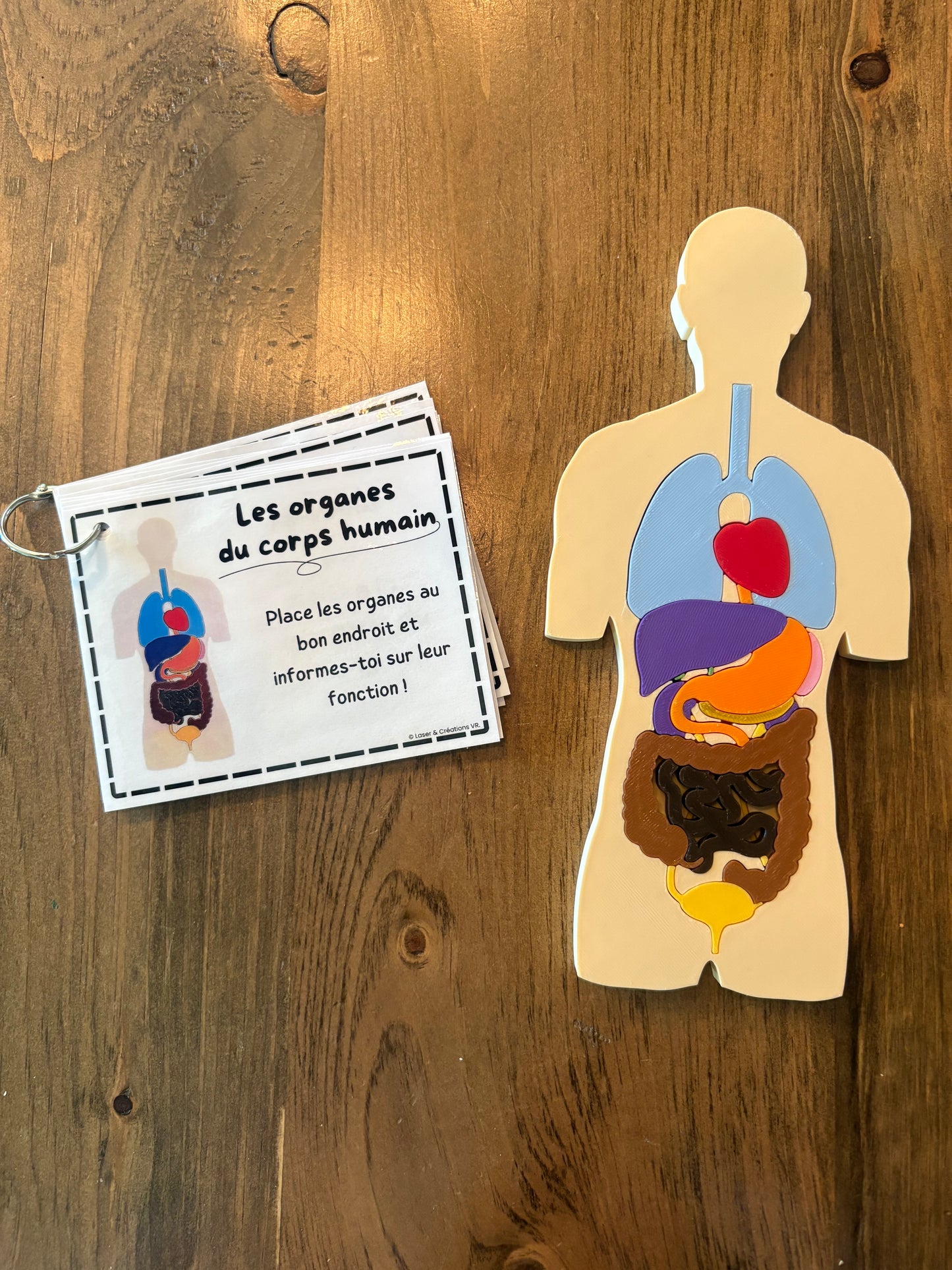 PDF - Le corps humain