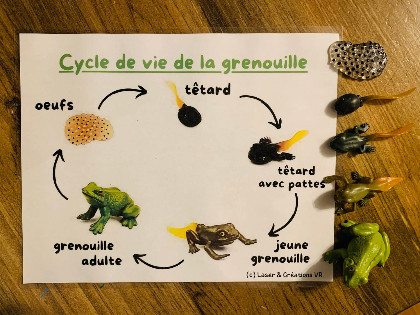 PDF (2) - Les grenouilles