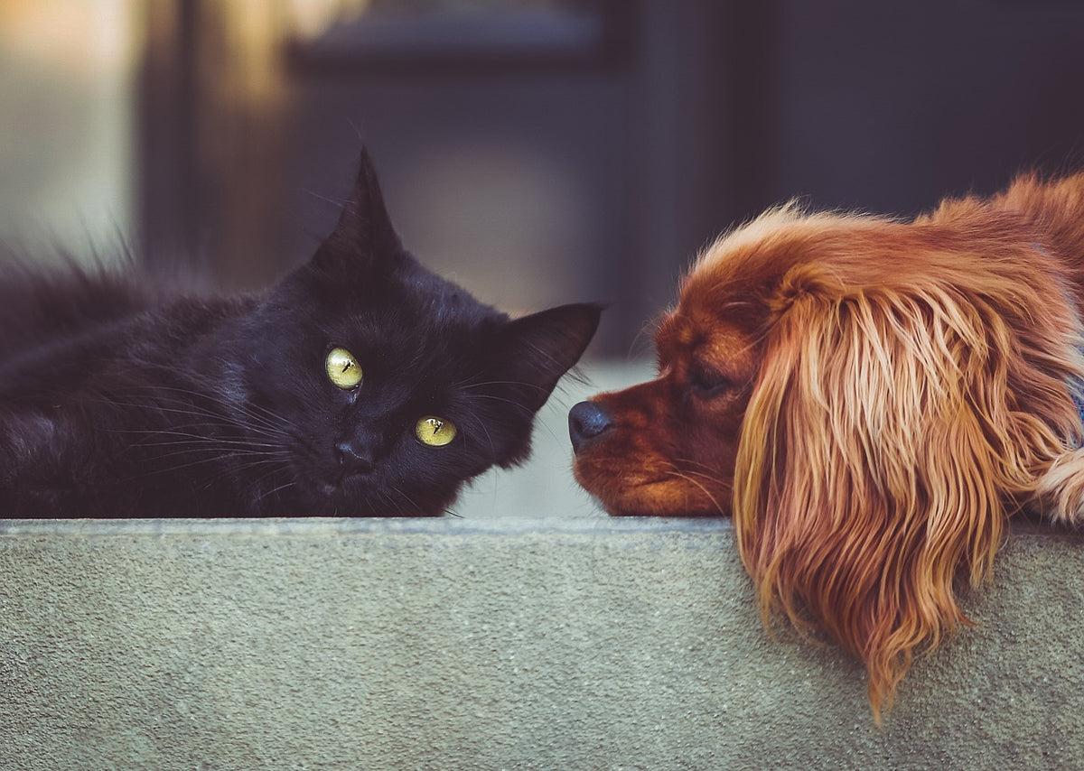Produits en lien (et pour) les animaux