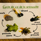 PDF (2) - Les grenouilles
