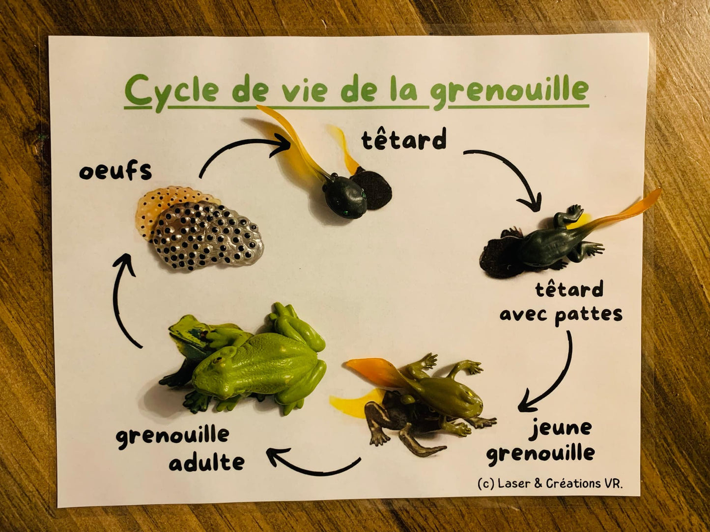 PDF (2) - Les grenouilles