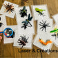 Activité : Les insectes