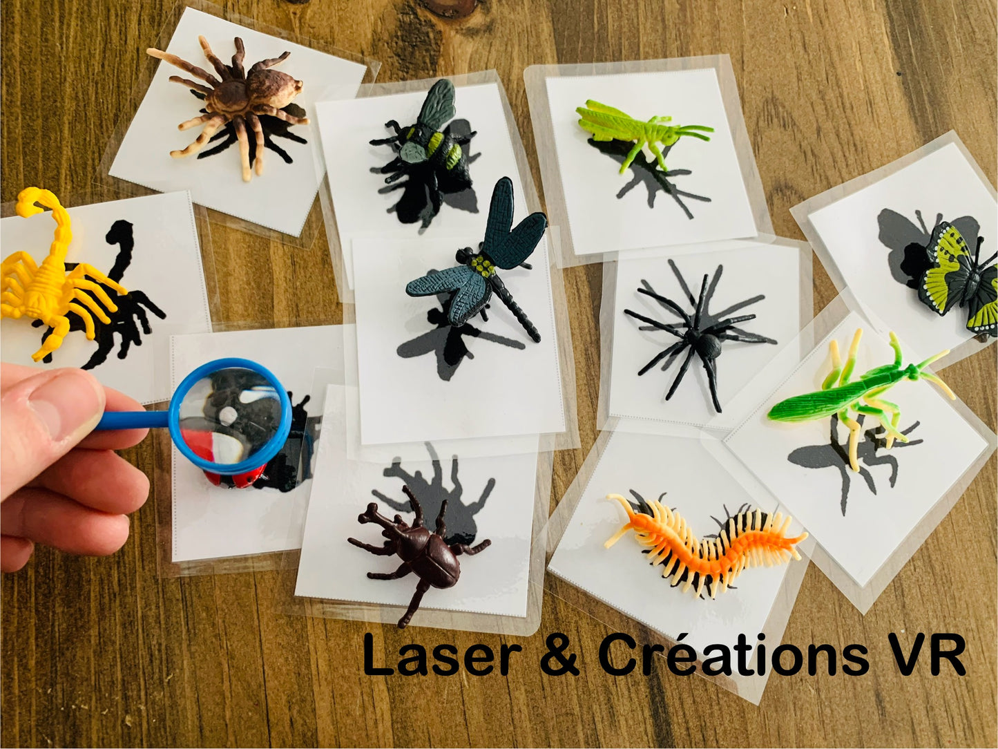 Activité : Les insectes