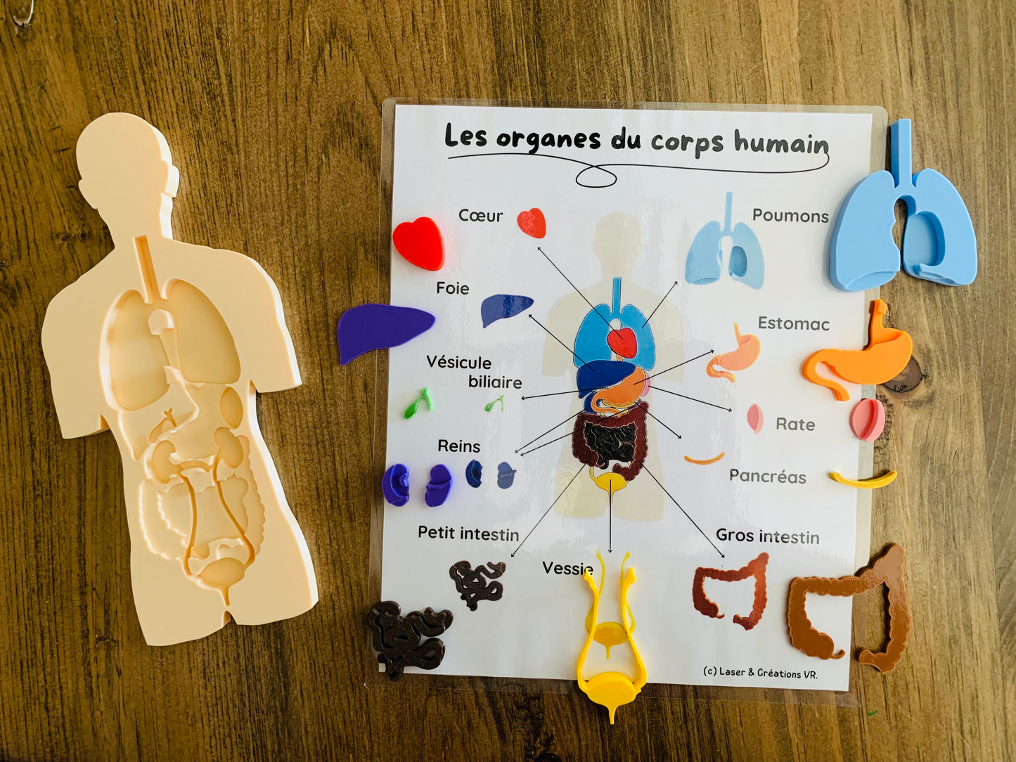 Casse-tête : Les organes du corps humain