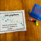 Activité : La symétrie des papillons
