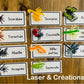 Activité : Les insectes