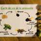 Bac sensoriel : Les grenouilles