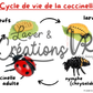 PDF  - Le cycle de vie de la coccinelle