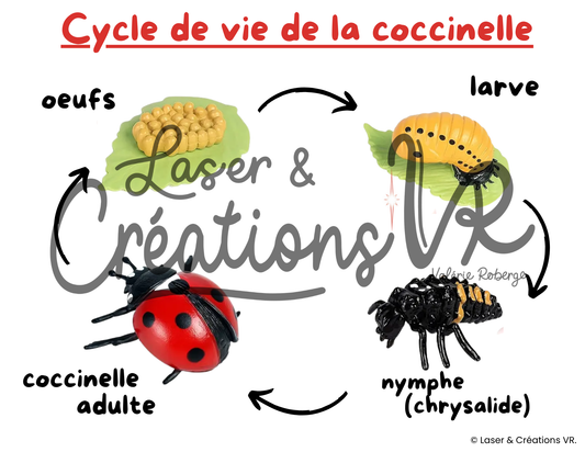PDF  - Le cycle de vie de la coccinelle