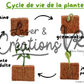 PDF  - Le cycle de vie de la plante
