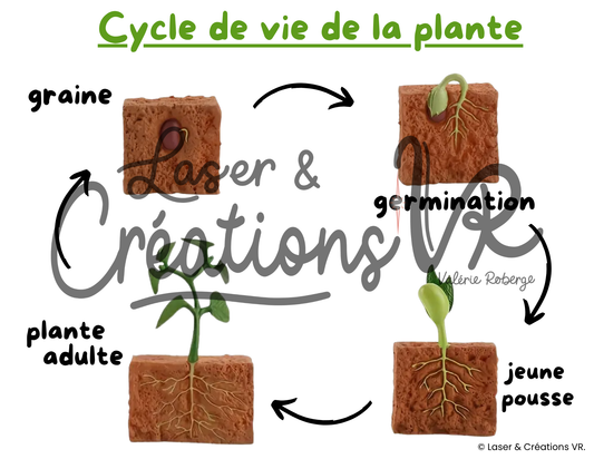 PDF  - Le cycle de vie de la plante