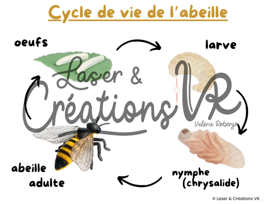 PDF  - Le cycle de vie des abeilles