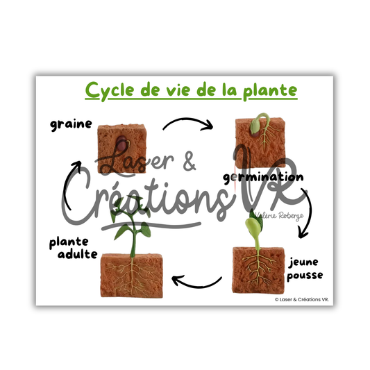 PDF  - Le cycle de vie de la plante