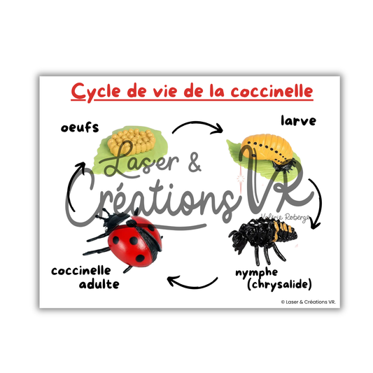 PDF  - Le cycle de vie de la coccinelle