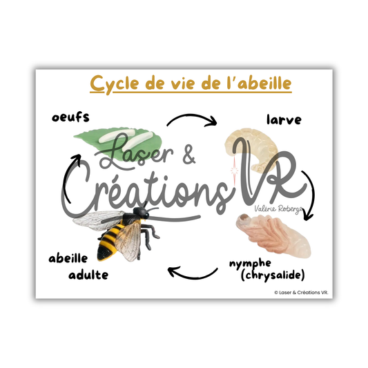 PDF  - Le cycle de vie des abeilles