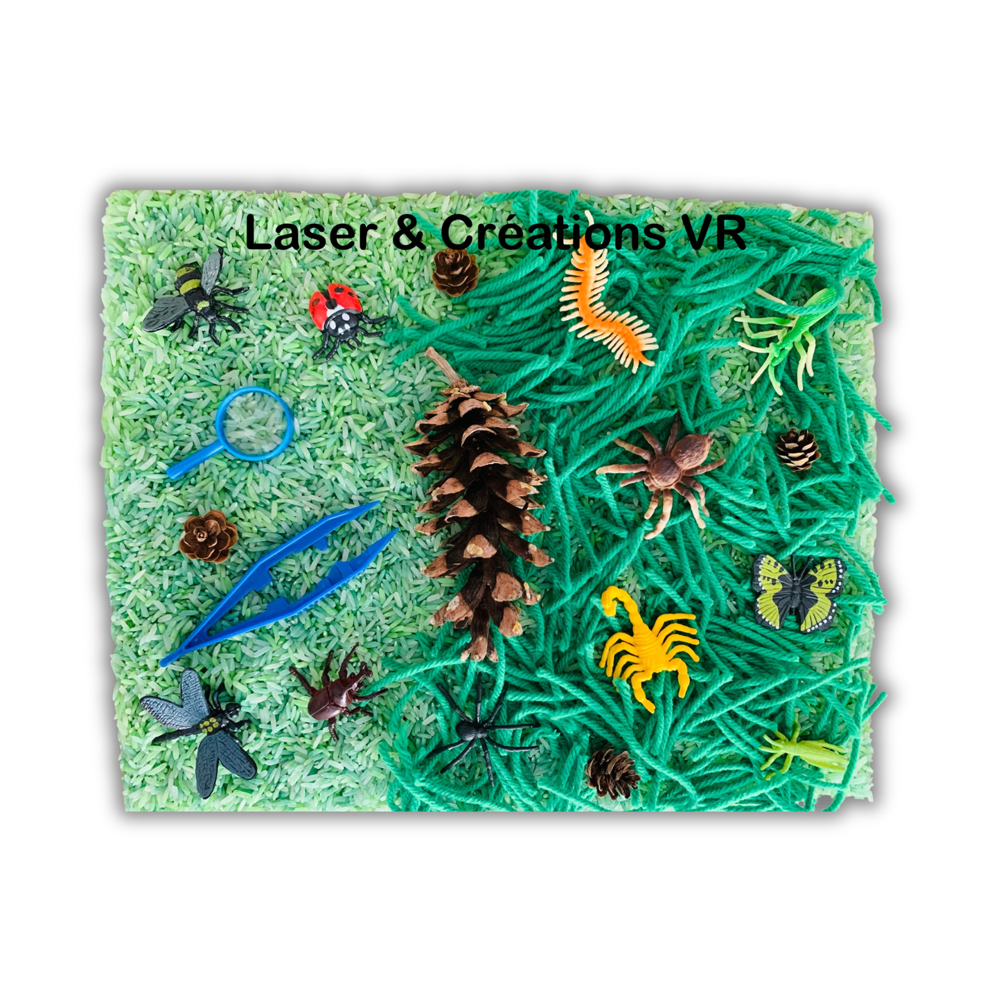 Bac sensoriel : Les insectes