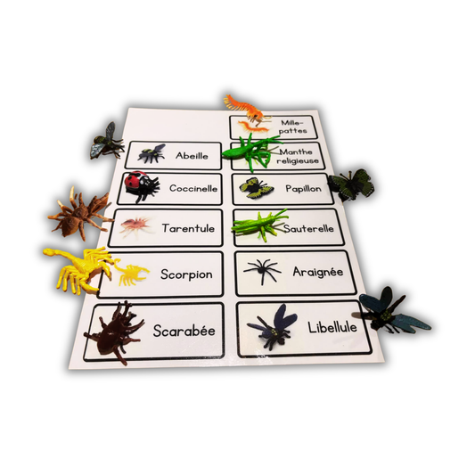 PDF (3) - Les insectes