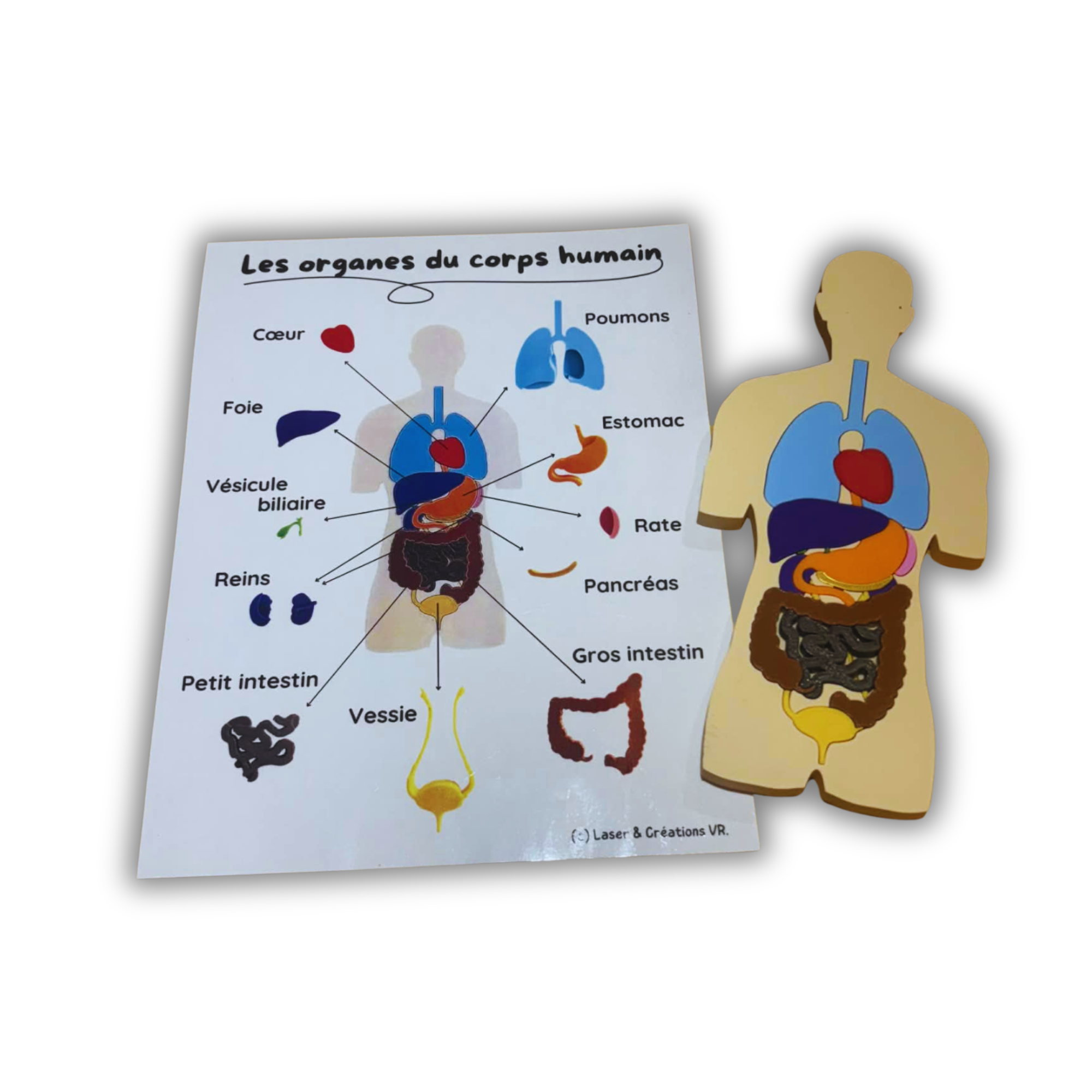 PDF - Le corps humain – Laser & Créations VR.