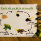 PDF (2) - Les grenouilles