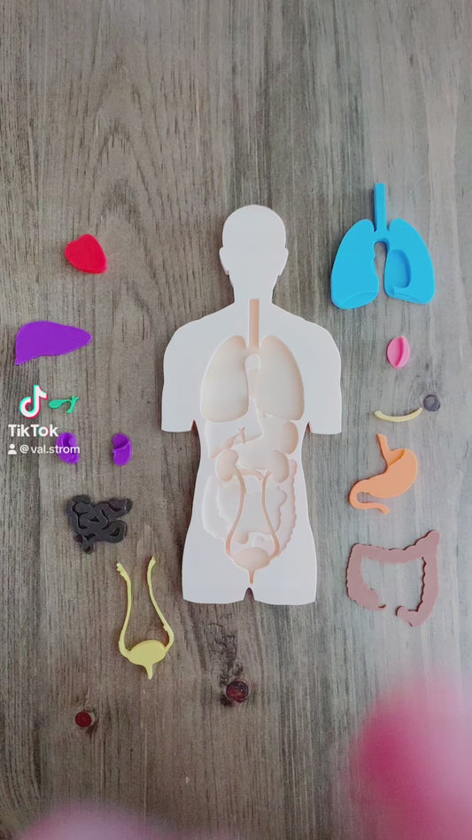 Casse-tête : Les organes du corps humain
